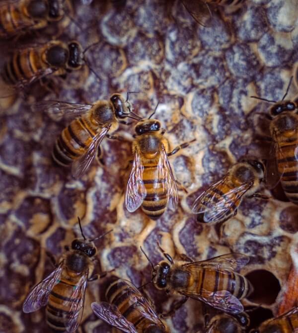 CARROSSEL FLORIN EXPERIENCE(1)(1)